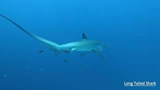 [ 20240509 ] Malapascua - Thresher shark