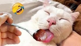 New Cute and Funny Animals 2024 🤣 Funniest Cats and Dogs Videos #49