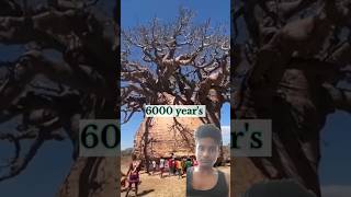 Baobab tree 🌍 । Baobab are a amazing tree. #shorts​ #viral​