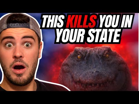 South African Reacts: The Deadliest Animal in Each US State
