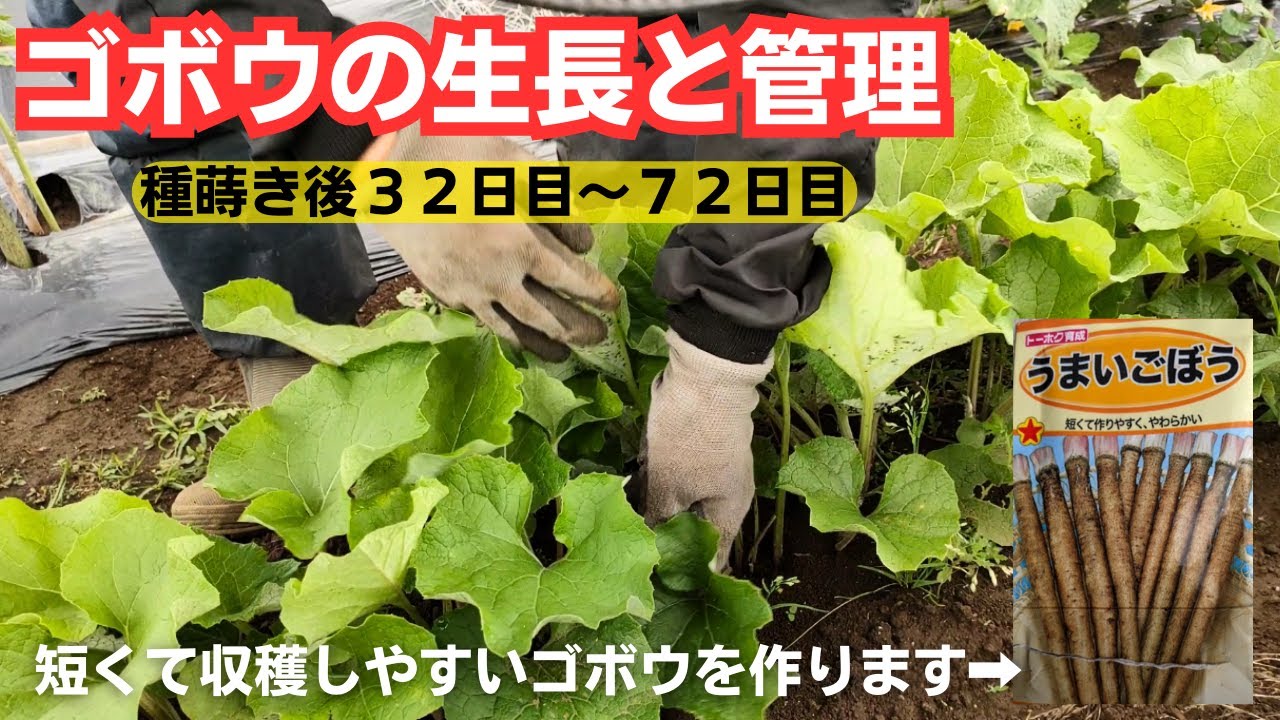 ゴボウの生長と管理【前編】【種蒔き後32日目～72日目】【間引き】2023年5月1日　5月16日　5月30日　6月10日