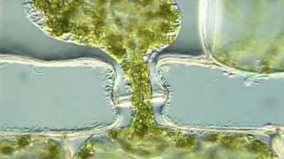 Sexual Attraction In Spirogyra