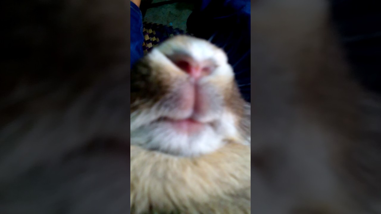 Nose Anggora Lion ( Hidung kelinci anggora )