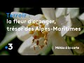 La fleur doranger le trsor des alpesmaritimes  mto  la carte