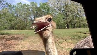 Up Close And Personal With The Wildlife At Lazy 5 Ranch, Mooresville, North Carolina