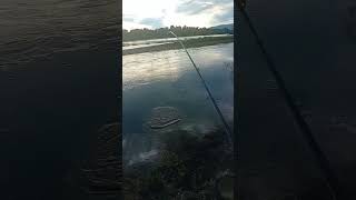 Нахлыст в деле . Крупный голавль на нахлыст.  Голавль на жука #fishing #рыбалка #голавль #нахлыст
