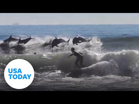 Playful dolphins leap next to surfers in California | USA TODAY