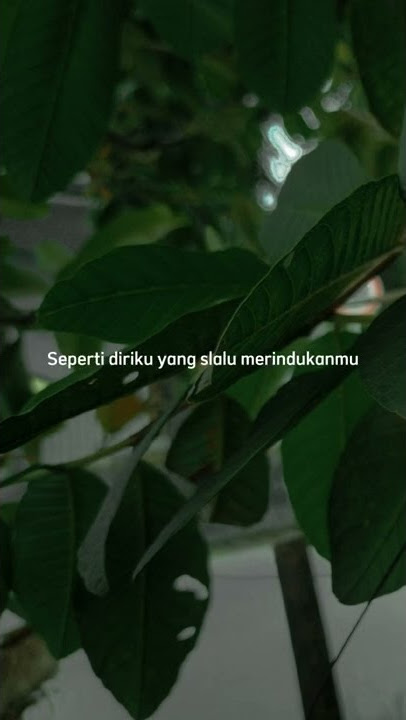 Hampa #tranding #storywa #shorts #arilasso #storygalau