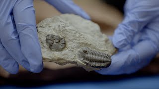 Fossils
https://www.greensboroscience.org Fossils
