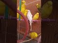 cute budgie's#foryou#viral #birds#home#trending#shorts#😍