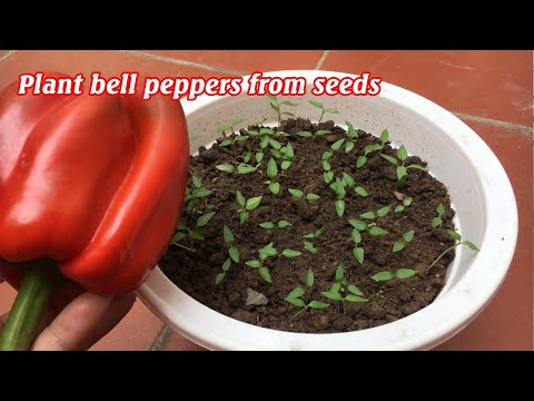 How to grow bell peppers at home