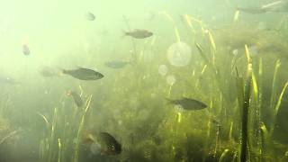 Swimming up Burwell Lode towards Burwell, Cambridgeshire through amazing fish concentration.