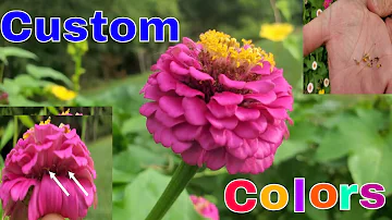 Are all coneflowers pollinators?
