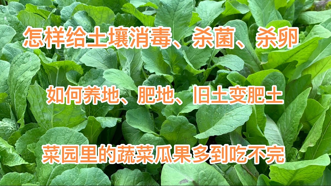 要种好菜就要先养地 如何给土壤消毒杀菌 养地肥地旧土变肥土 Youtube