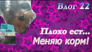 Почему щенок йорка плохо ест! Меняю корм