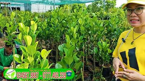 MÍT RUỘT ĐỎ SƠ VÀNG CÂY LỠ TRỒNG RÚT NGẮN THỜI GIAN RA TRÁI