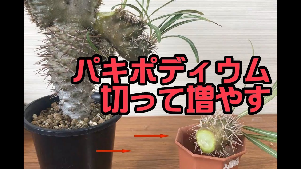 パキポディウムをマンションで育てるコツ 発根管理 挿木 水やりなど 髪質性格診断と世界大会や美容師歴20年の経験と研究 パキポディウムをマンションで育てるコツ 発根管理 挿木 水やりなど 髪質性格診断と世界大会や美容師歴20年の経験と研究