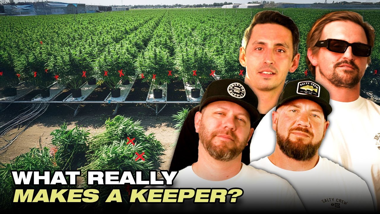 $400 Seed Packs & Zero Keepers: The Reality of Pheno Hunting