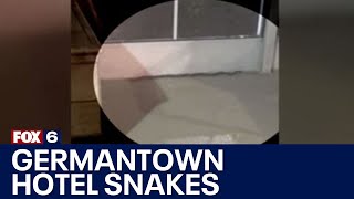Germantown Country Inn & Suites snakes 'all over this property' | FOX6 News Milwaukee
