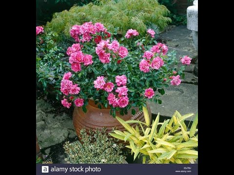 Rose plant complete introduction June 25 2020 pink rose for gardening