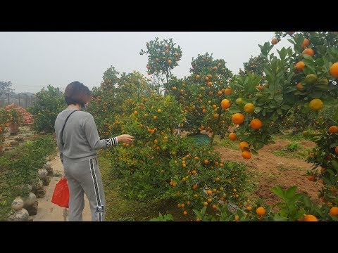 Video Quất cảnh tứ lien vào vụ thu hút khách trước tết 2019 - youtube