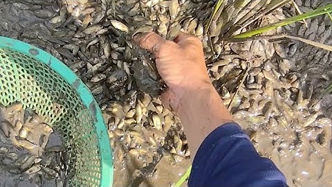 Giải cứu cá rô đồng (số 12)