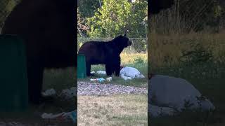 Black Bear Raiding Trash Cans in Military Base Neighborhood