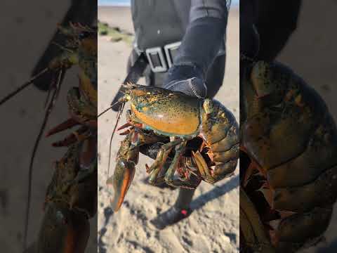 Утренний улов. Нью Йорк. #fishing #relaxing #lobster #подводнаяохота #beach #newyork #food #лобстер