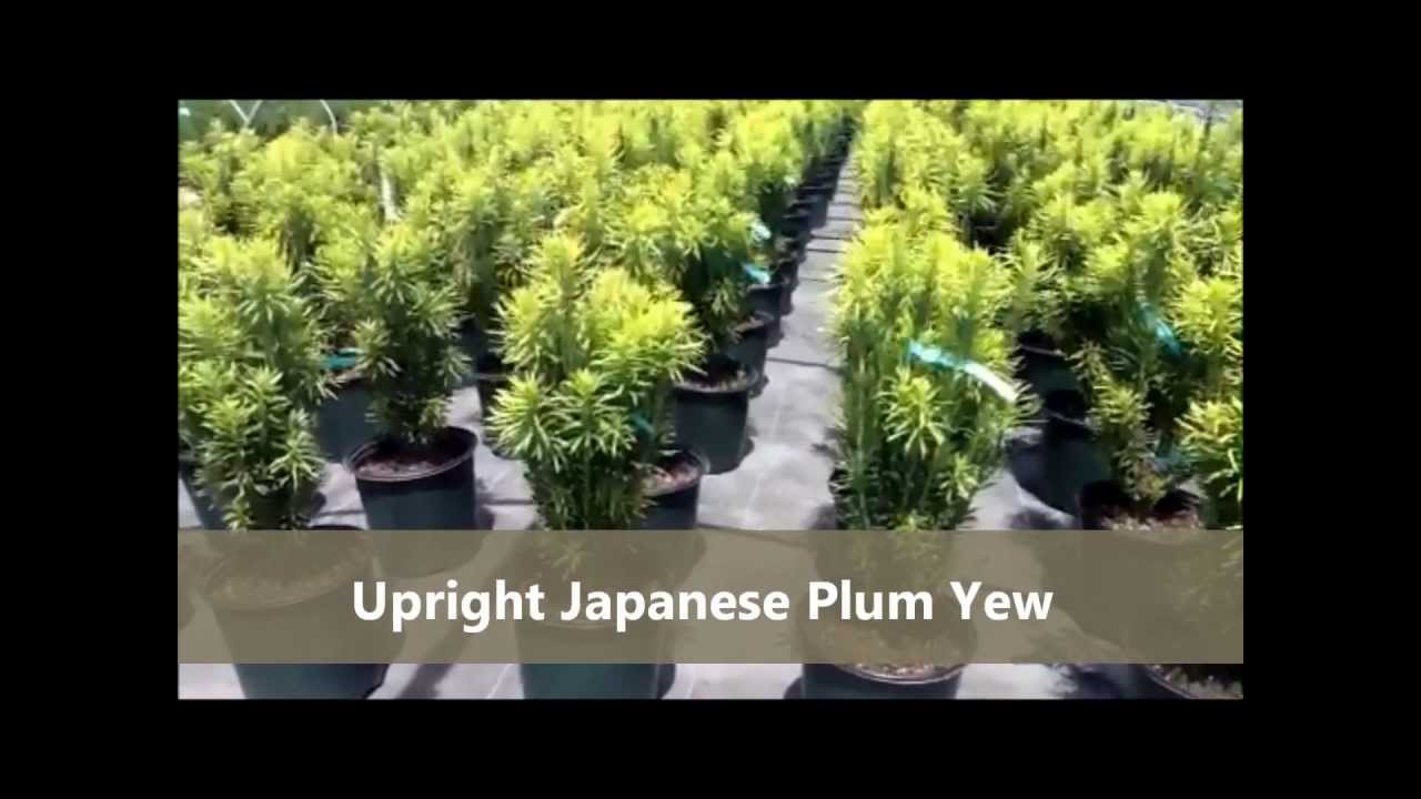 Evergreens coming to your favorite garden center