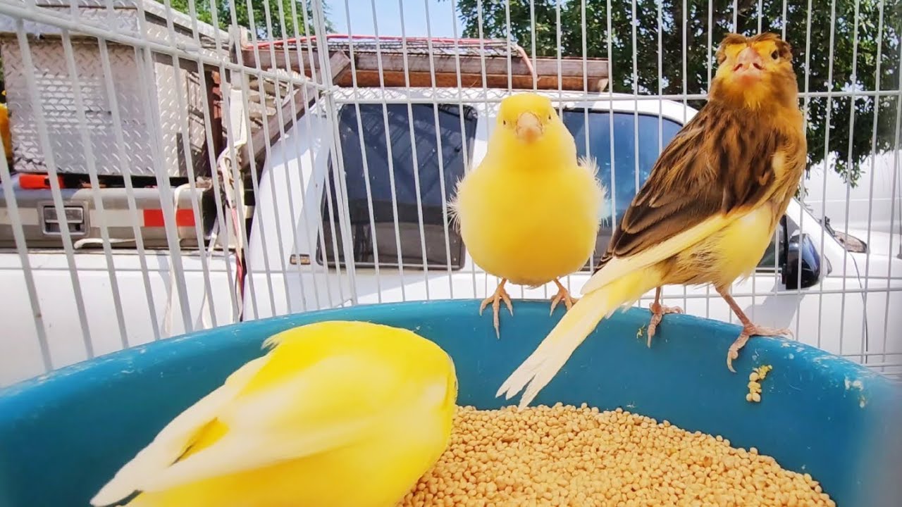 Pulga en Fort Worth, Texas! YouTube