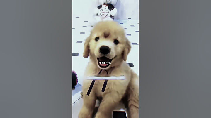 🫡 The dog who had a horn…