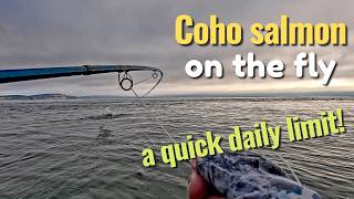 Coho Salmon On The Fly!