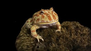 Pac-Man Frog Feeding!