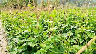 lagu pop Sunda Andin wasita bandung full album nostalgia 