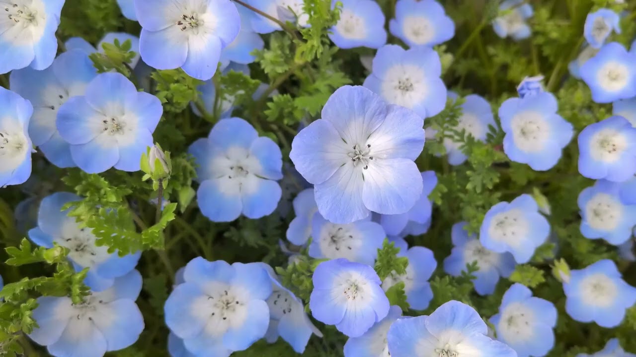 早い者勝ちが　NEMOPHILA ネモフィラ　 4タイトル　まとめ売り ネモフィラが咲きそろった Nemophila in full bloom 2026 - YouTube
