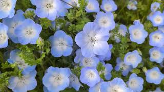 ネモフィラが咲きそろった Nemophila in full bloom 2026 - YouTube