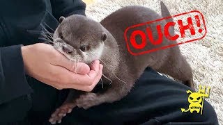 カワウソ コタロー　しつこく襲われる飼い主　Kotaro the Otter Attacks Owner