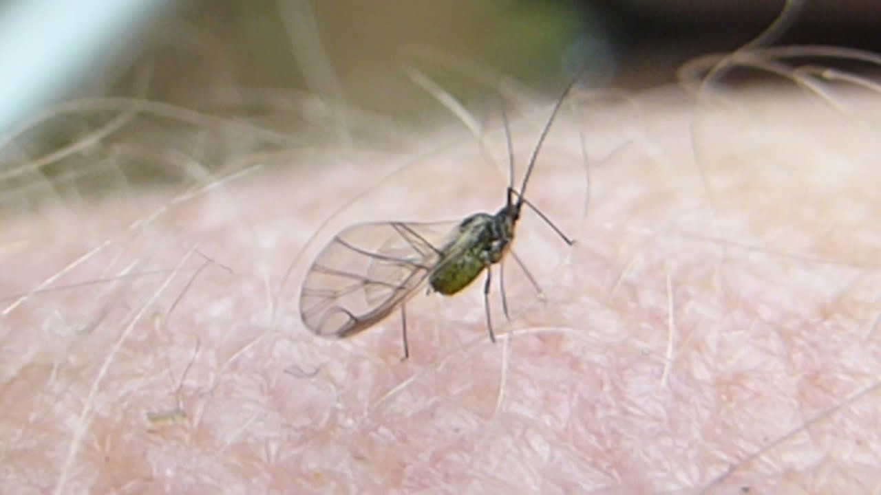 Winged  Aphis - Aphis epilobii - Blaðlýs - Garðrækt -  Skordýr - Lýs - Svört lús með vængi