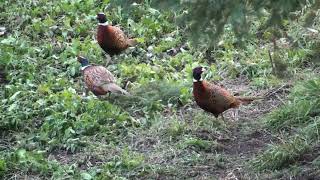 Roster Pheasants