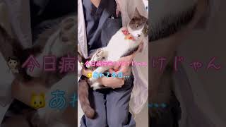 先生の膝の上で球体になる予定がまさかの怒！【猫のちゅうた】#shorts