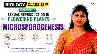 🌸 Microsporogenesis (सूक्ष्मबीजाणुजनन) – Biology Class 12 🌿 Ch-Ist #biology #genetics #education