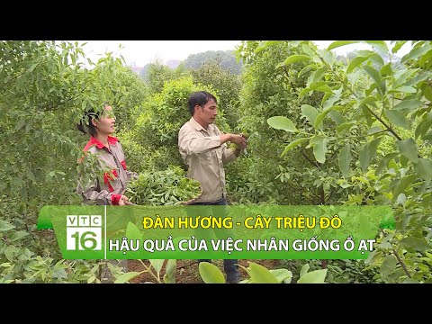 Video: Bài hát của Ấn Độ Chăm sóc cây trồng: Tìm hiểu về cách trồng cây huyết dụ