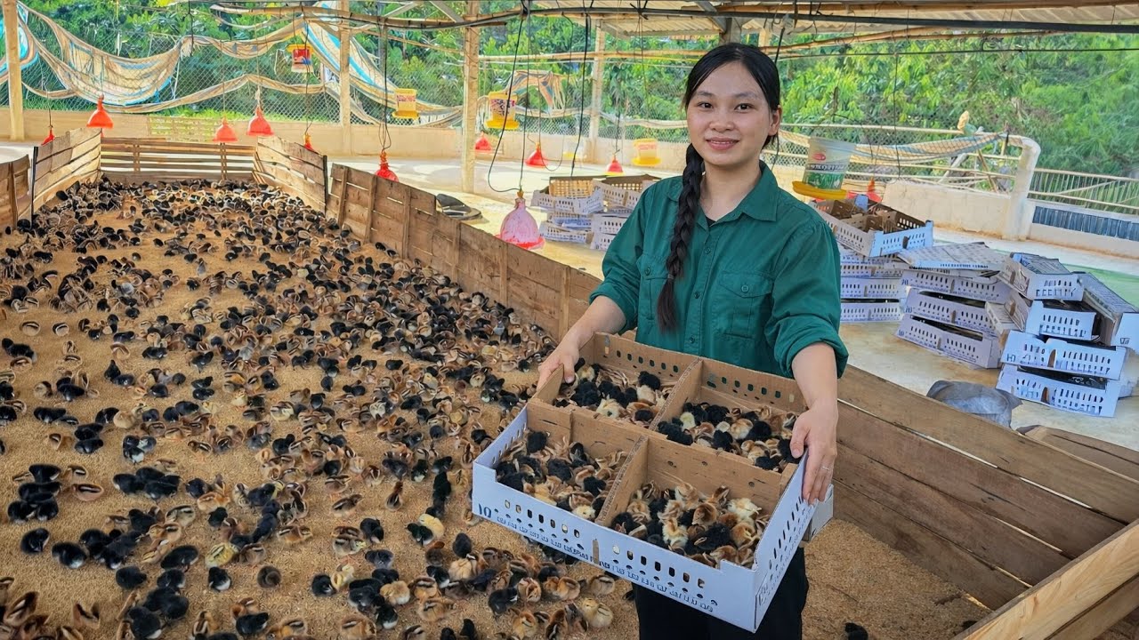 60 Days Girl raising chickens in the countryside. Free range chicken farming model