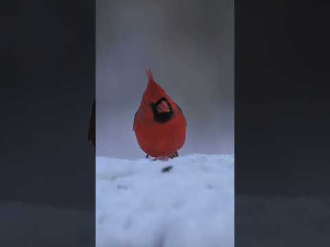 Feeding - Northern Cardinal (Cardinalis cardinalis)