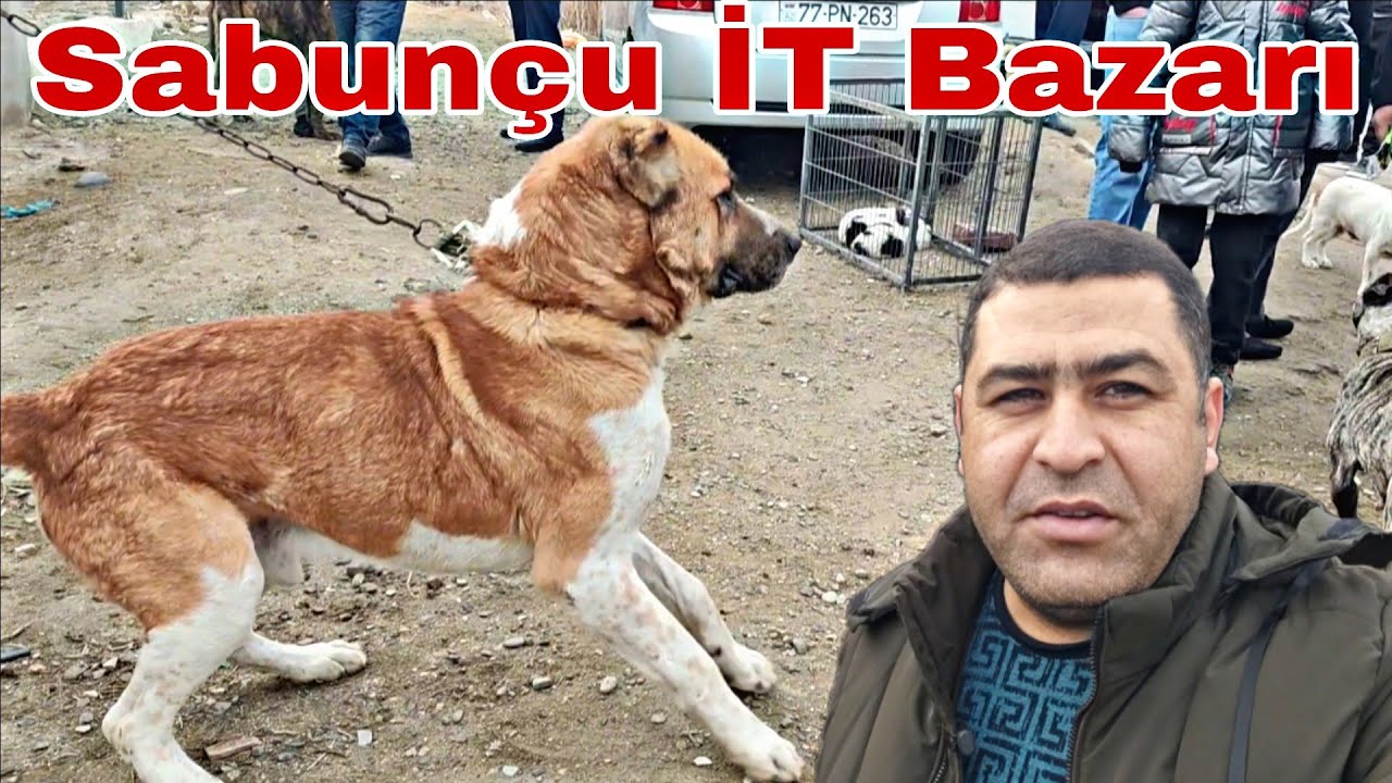 Sabunçu İT Bazarı 21 yanvar 2024 @mubarizemintv2271