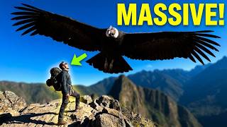 Condor spotted on Hike to San Isidro