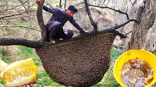 Harvesting Fresh Big Honey bee from the Tree -