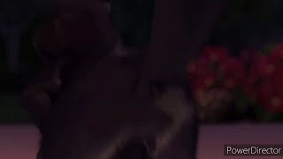 over the hedge: stella's butt shot 1