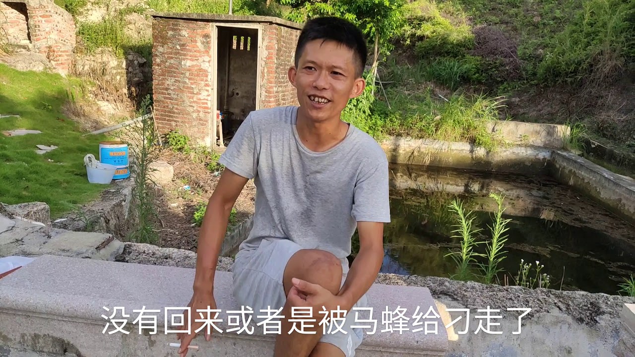 【真過癮】2个交尾群的蜂王被马蜂叼走了，蜂群开始工产了，小伙把脾全抽掉