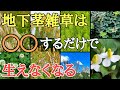 雑草対策｜9割の人が知らない地下茎雑草の駆除方法